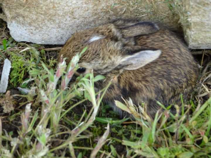 Cottontail Rabbit 2