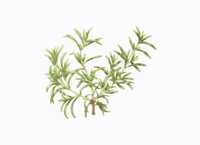 Rosmarinus officinalis