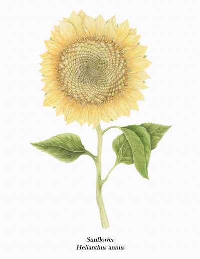 Helianthus annus