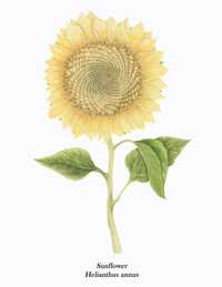Helianthus annus