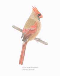 Cardinalis cardinalis