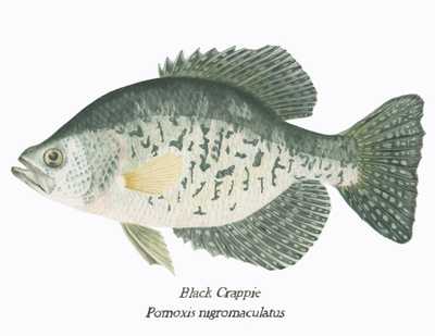 Pomoxis nigromaculatus
