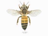 Apis mellifera