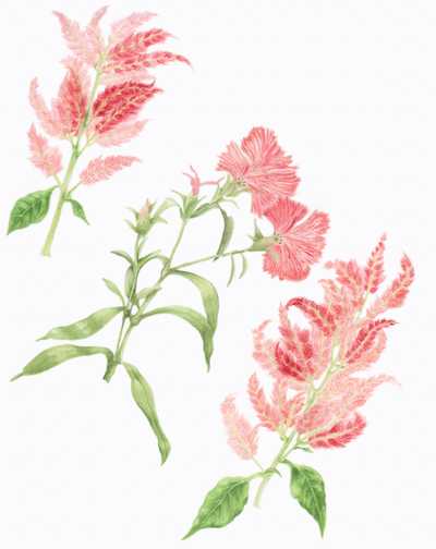 Celosia argentea, Dianthus caryophyllis