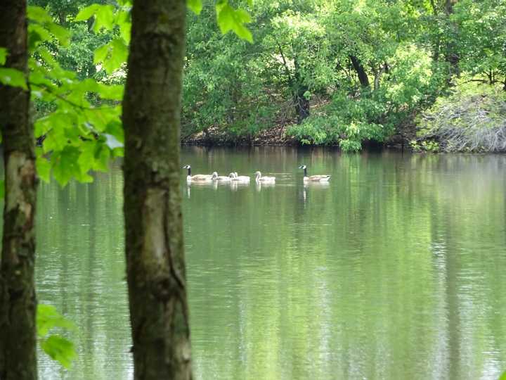 Pond with Canadian Geese