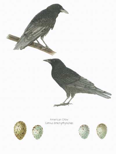 Corvus brachyrhynchos