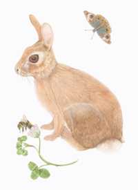 Sylvilagus floridanus