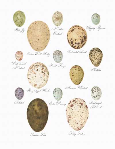 Bird Eggs of the Northeast