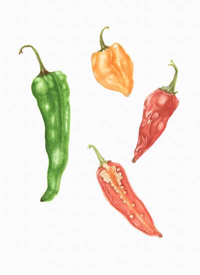 Capsicum annuum