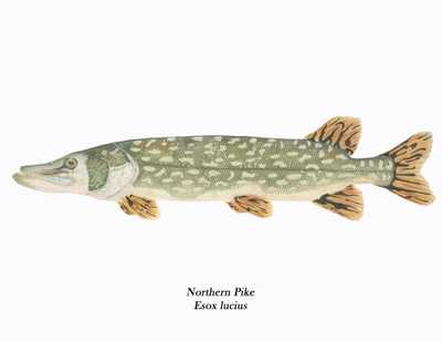 Esox lucius
