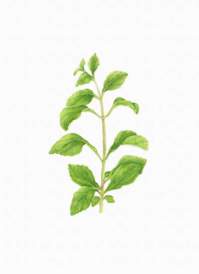 Stevia rebaudiana