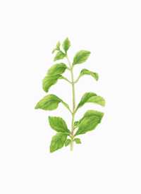Stevia rebaudiana