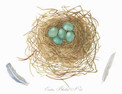 Eastern Bluebird Nest