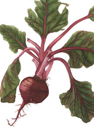 Beta vulgaris