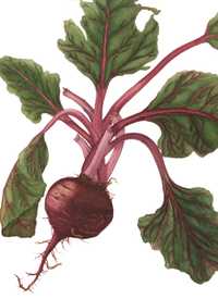 Beta vulgaris