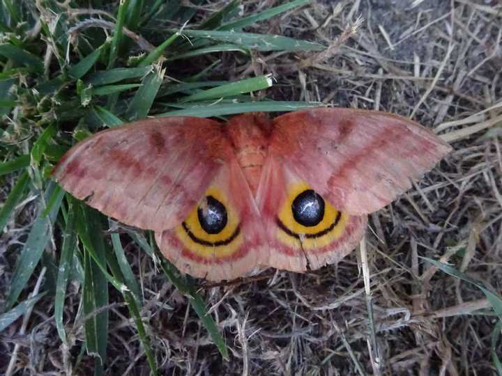 Moth