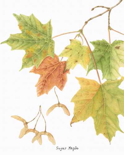 Acer saccharum