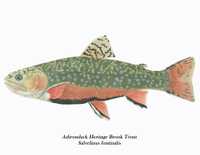 Salvelinus fontinalis