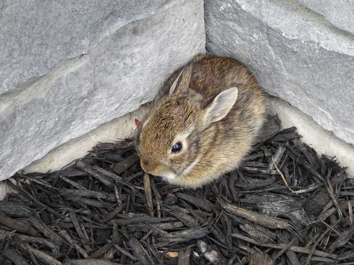 Cottontail Rabbit