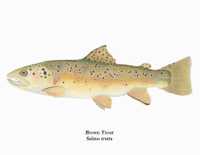 Salmo trutta