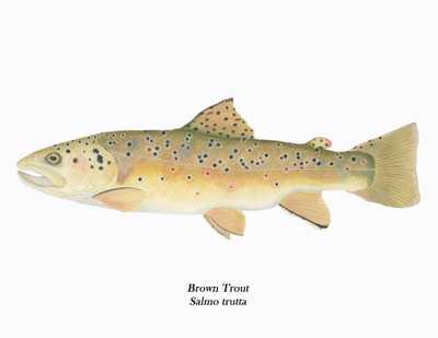 Salmo trutta