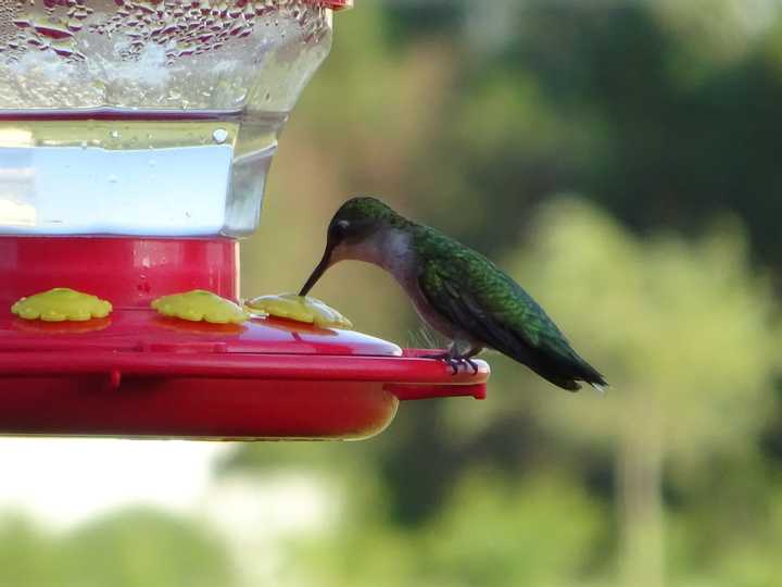 Hummingbird