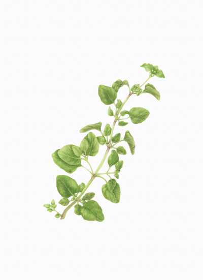 Origanum vulgare hirtum
