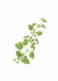 Origanum vulgare hirtum